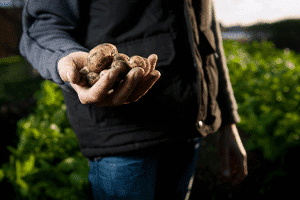 Man Holding Potatoes In His Hand